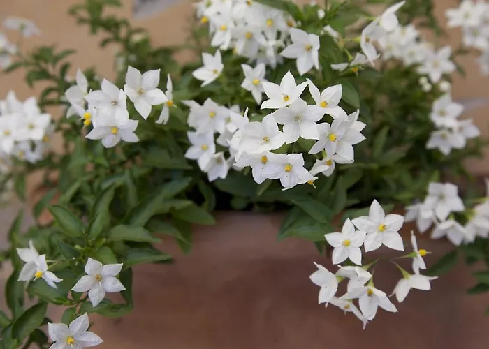 דירה Terrace Jewel By Campo De Fiori *